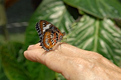 0685 Butterfly Sanctuary Kuranda